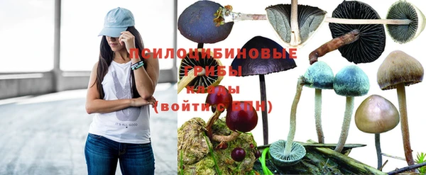 прущие грибы Богданович